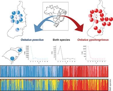 Disentangling a Neotropical pest species complex: genetic diversity and ...