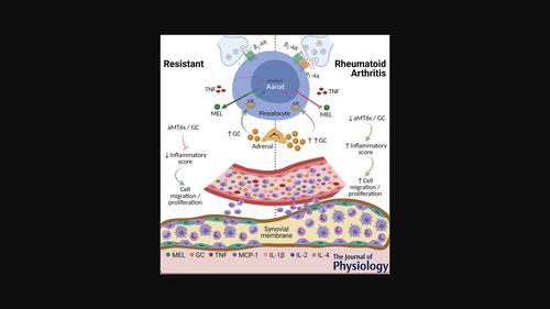 Rat resistance to rheumatoid arthritis induction as a function of the  early‐phase adrenal–pineal crosstalk - Córdoba‐Moreno - 2023 - The Journal  of Physiology - Wiley Online Library