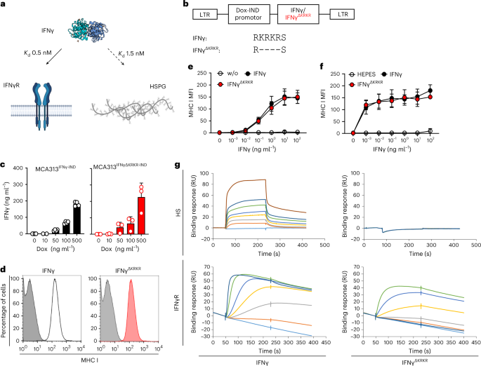 IFNγ 与细胞外基质结合可预防致命的全身毒性,Nature Immunology - X-MOL