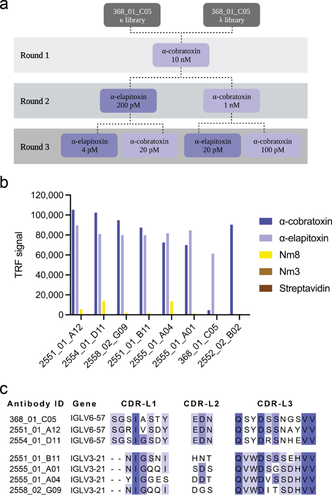 Discovery And Optimization Of A Broadly-neutralizing Human Monoclonal ...