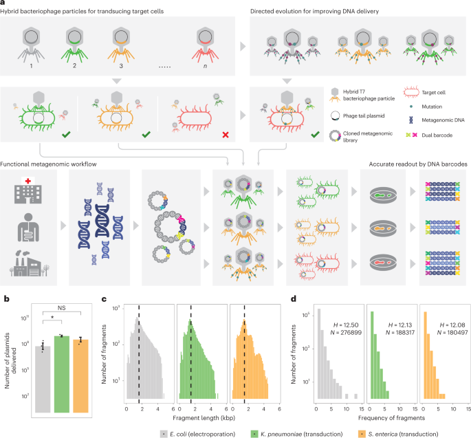 Characterization Of Antibiotic Resistomes By Reprogrammed Bacteriophage ...