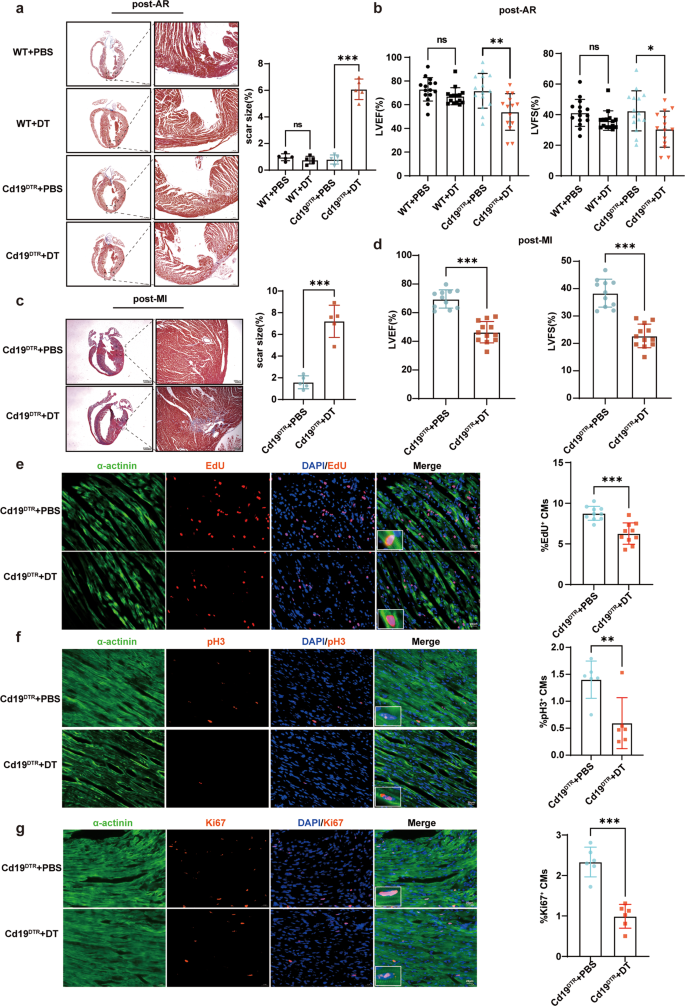 Murine Neonatal Cardiac B Cells Promote Cardiomyocyte Proliferation And ...