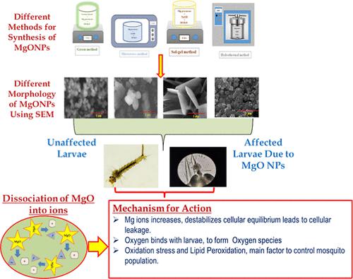 Magnesium Oxide Nanoparticles Effective Antilarvicidal And