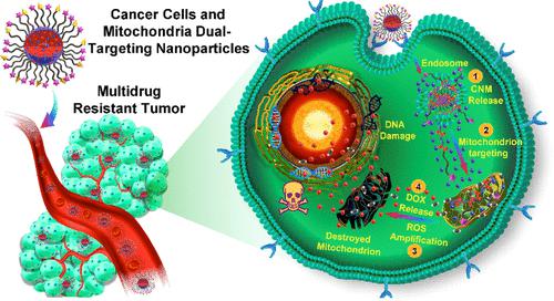 Mitochondria-Targeting Polyprodrugs To Overcome The Drug Resistance Of ...