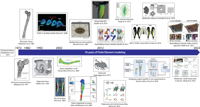 在骨力学适应中使用有限元建模,Current Osteoporosis Reports - X-MOL