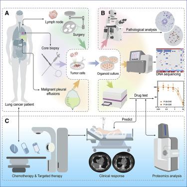 Using Patient-derived Organoids To Predict Locally Advanced Or ...