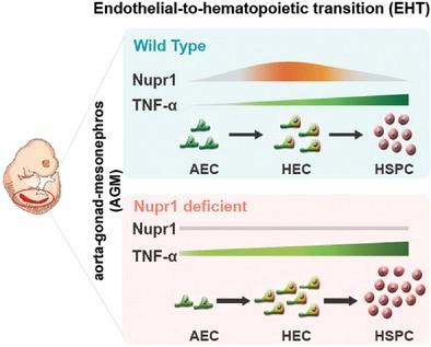 Nupr1 Negatively Regulates Endothelial to Hematopoietic Transition in ...