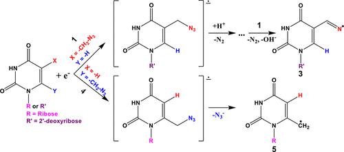 Pathways Of The Dissociative Electron Attachment Observed In 5 And 6 Azidomethyluracil