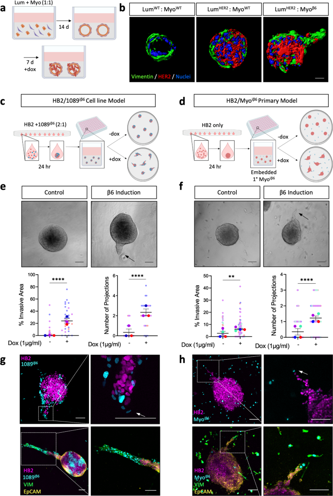 TGFβ-mediated MMP13 Secretion Drives Myoepithelial Cell Dependent ...