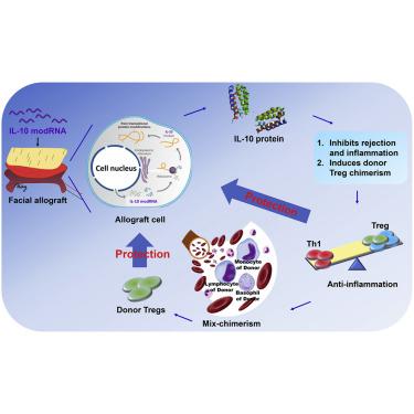 Il Modified Mrna Monotherapy Prolongs Survival After Composite