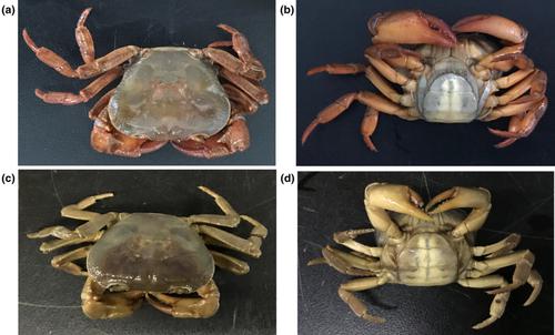 Mitochondrial genomic characterization of two endemic Chinese ...