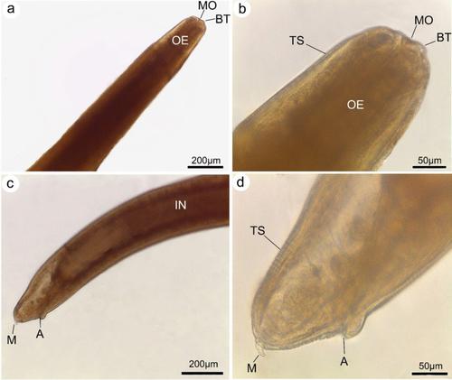 Morphological and molecular identification of third-stage larvae of ...