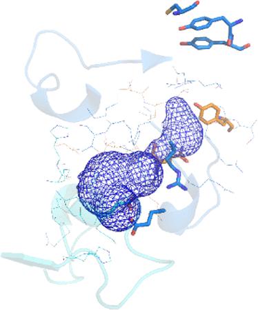 Radical Transport Facilitated By A Proton Transfer Network At The ...