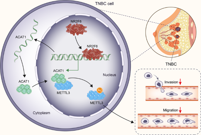 ACAT1 介导的 METTL3 乙酰化抑制三阴性乳腺癌细胞迁移和侵袭 Genes and Immunity X MOL