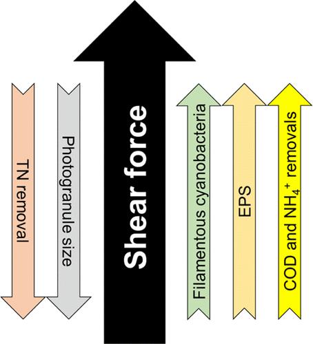 Role Of Hydrodynamic Shear In The Oxygenic Photogranule (OPG ...