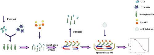 Nanobody-based Magnetic Chemiluminescence Immunoassay For One-pot ...