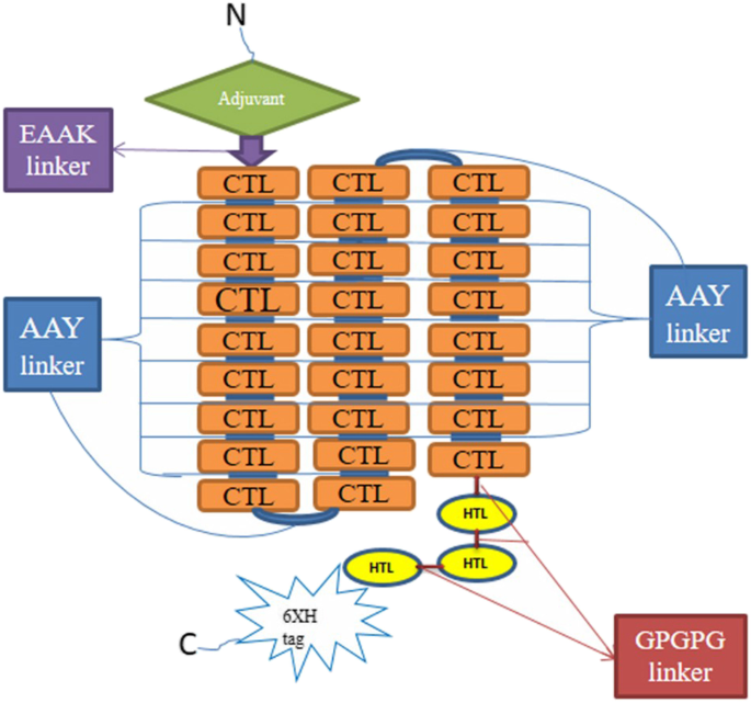 In Silico Designing Of A Novel Polyvalent Multi-subunit Peptide Vaccine ...