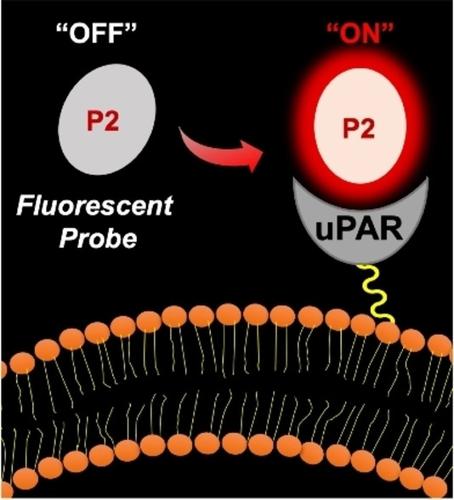 Activatable Fluorescent Probes Targeting Urokinase-Type Plasminogen ...