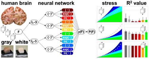 Automated model discovery for human brain using Constitutive