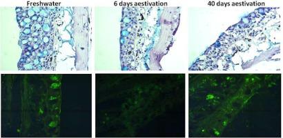 Morpho-functional Changes Of Lungfish Protopterus Dolloi Skin In The ...