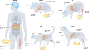 animal models in type 2 diabetes research an overview