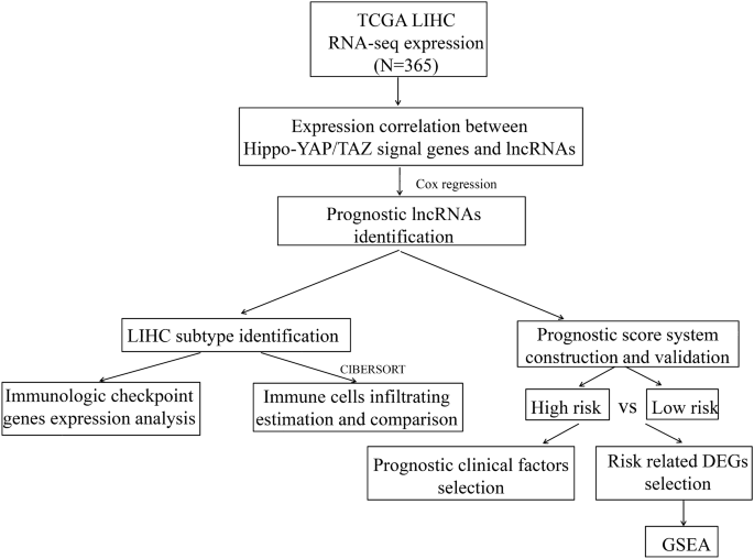 Investigation of Hippo pathway-related prognostic lncRNAs and molecular ...