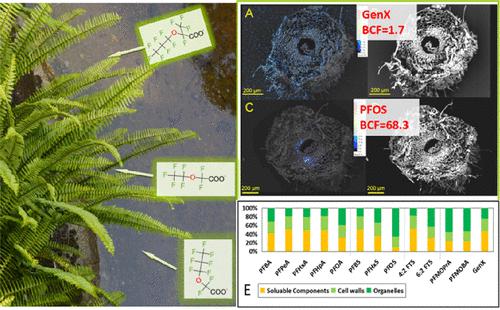 全氟和多氟烷基物质 (PFAS) 在蕨类植物中的生物积累：PFAS 分子结构和植物根系特征的影响,Environmental Science ...