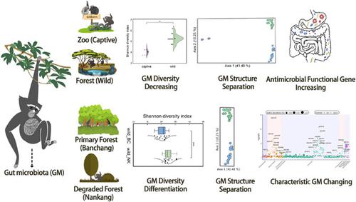 Gut microbiota of skywalker hoolock gibbons (Hoolock tianxing) from ...