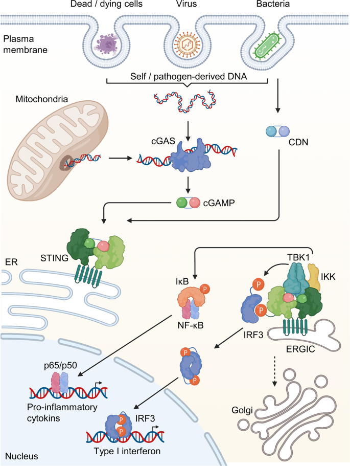 Molecular mechanisms of mitochondrial DNA release and activation