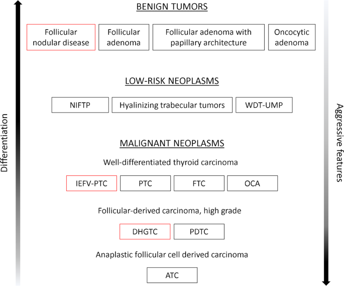 The 5th edition of WHO classification of tumors of endocrine organs ...