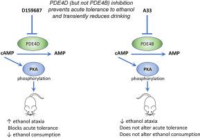 Selective PDE4B And PDE4D Inhibitors Produce Distinct Behavioral Responses To Ethanol And