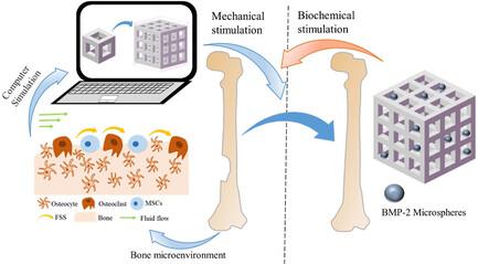 The role of mechanical stimulation in the enhancement of bone