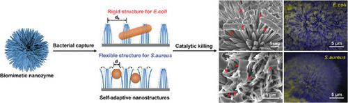 Bioinspired Hierarchical Self-Assembled Nanozyme For Efficient ...