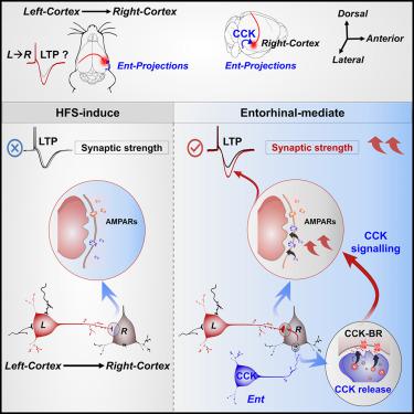 Interhemispheric cortical long-term potentiation in the auditory cortex ...