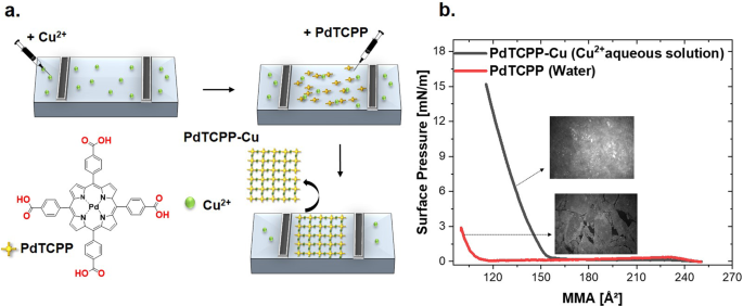 Mechanistic insights into the deformation and degradation of a 2D metal ...