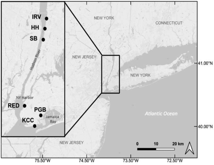 Reproductive Phenology of the Eastern Oyster, Crassostrea virginica ...