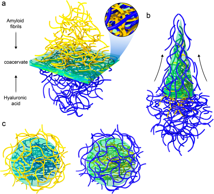 Amyloid-polysaccharide Interfacial Coacervates As Therapeutic Materials ...