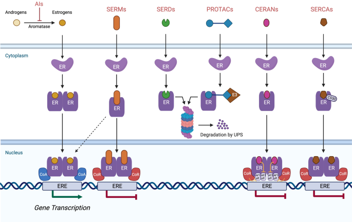 新一代乳腺癌内分泌治疗：临床观点,npj Breast Cancer - X-MOL