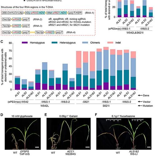 Optimized Prime Editing Efficiently Generates Heritable Mutations In ...