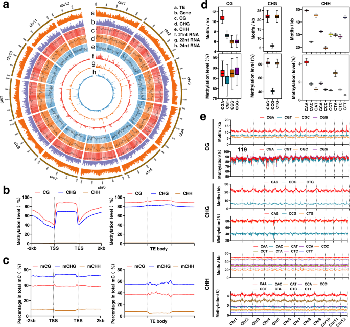 The Methylation Landscape Of Giga-genome And The Epigenetic Timer Of ...