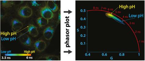 用荧光寿命成像显微镜分析活细胞中的拉达氯林定位,Journal Of Photochemistry And Photobiology B ...