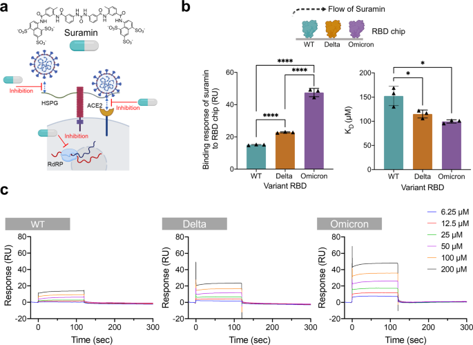 Suramin Binds And Inhibits Infection Of SARS-CoV-2 Through Both Spike ...