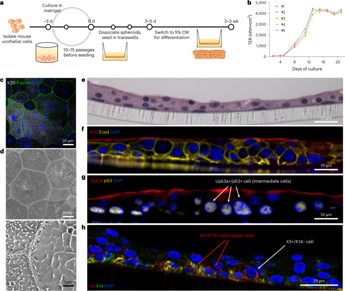 Uropathogenic Escherichia Coli Infection Induced Epithelial Trained   10.1038 S41564 023 01346 6.PNG