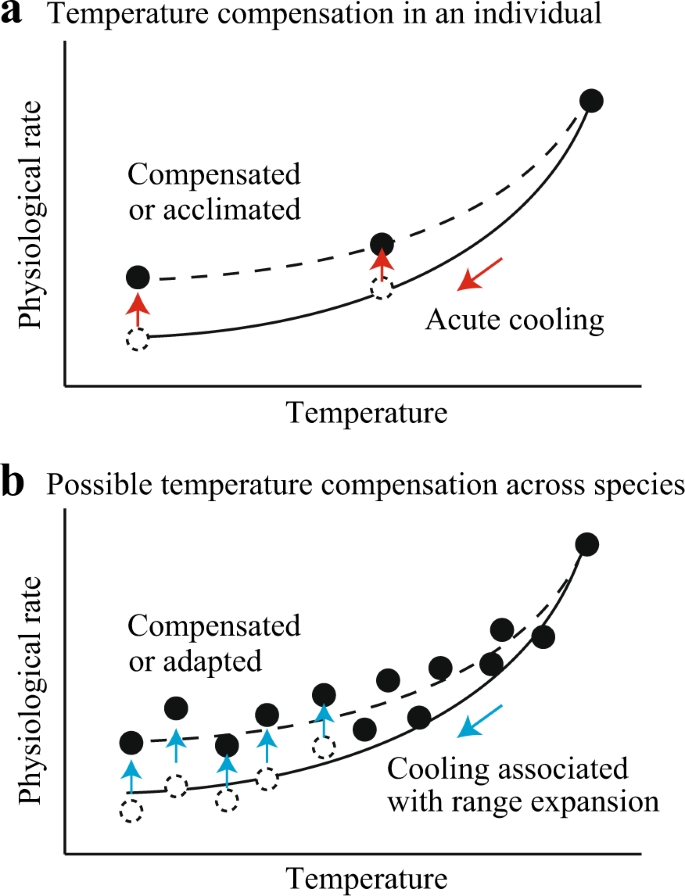 Thermal sensitivity of metabolic rate mirrors biogeographic differences