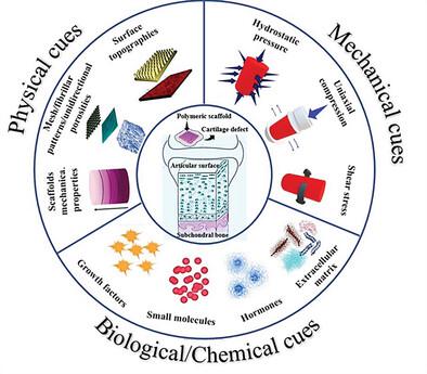 Recent Advances in “Functional Engineering of Articular Cartilage