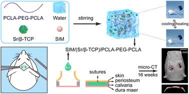 Accelerating Bone Regeneration In Cranial Defects Using An Injectable ...