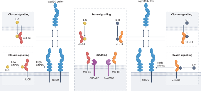 针对 IL-6 转信号：过去、现在和未来的前景,Nature Reviews Immunology - X-MOL