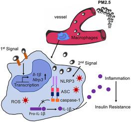 Particulate Air Pollution Exaggerates Diet-induced Insulin Resistance 