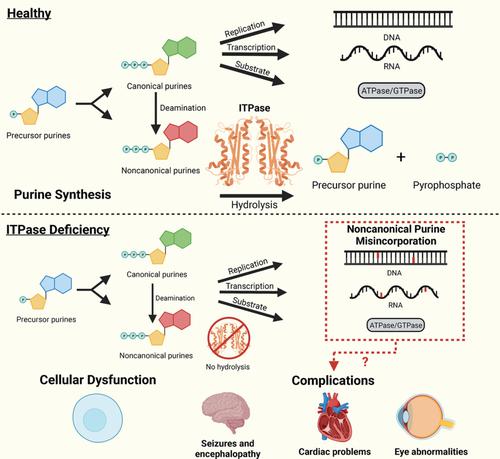 Inosine Triphosphate Pyrophosphatase A Guardian Of The Cellular