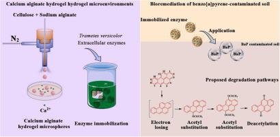 Performance enhancement of white rot fungi extracellular enzymes